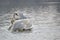 A pair of white swans floats on the water