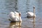 A pair of white swans on a lake