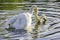 Pair of white swans during mating.