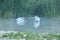 Pair of white swans on the morning lake