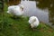 A pair of white swans, near the pond