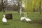 Pair white swans playing on the grass