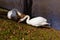 A pair of white swans on the shore of a pond