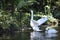 Pair of white swans in spread pond