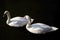 A pair of white swans on a sunny day. Graceful birds on a background of dark, calm water.