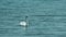 A pair of white swans swim in Ohrid Lake Calm