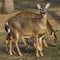 A pair of white-tailed deer in Blaine, Minnesota