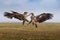 Pair of white-tailed eagles locked in a midair battle with their wings spread wide as they soar