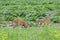 A pair of White-tailed fawns in a field of wildflowers