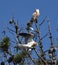 A pair of white-tailed kites in a tree top