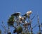 A pair of white-tailed kites in a tree top