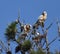 A pair of white-tailed kites in a tree top