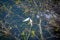 Pair of White Terns Gygis alba on a tree - Fernando de Noronha, Pernambuco, Brazil