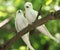 Pair of white terns sitting on a branch
