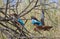 Pair of white-throated kingfisher in breakfast