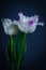 A pair of white tulips with a pink tinge on a dark romantic background