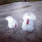 Pair of white turkeys on rough ground