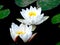 pair of white water lilies with yellow pistils