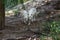 Pair of white wolves Canis lupus arctos walking in forest together