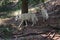 Pair of white wolves Canis lupus arctos walking in forest together