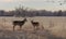 Pair of Whitetail Bucks in the Rut in Colorado