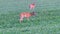 pair of whitetail deer in green field