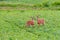 pair of whitetail red in green plants in field