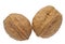 Pair of Whole Walnuts