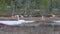 A pair of whooper swans on a remote forest lake.