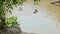 Pair of wild adult ducks bathing and clean feathers in lake