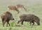 A pair of wild boars in the grassland of Jim Corbett