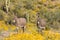 Pair of wild burros in the desert