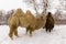 A pair of wild camels among the trees in the winter snowy forest. Environmental protection concept