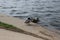 A pair of wild ducks - a drake and a female - are sitting on a concrete slab