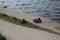 A pair of wild ducks - a drake and a female - are sitting on a concrete slab