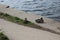 A pair of wild ducks - a drake and a female - are sitting on a concrete slab