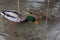 A pair of wild ducks: a drake and a female swim side by side in a pond
