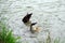 Pair of wild ducks looking for food underwater on the lake Passer Fritz, Merano, Italy