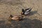 Pair of wild ducks, mallards, swiming in pond