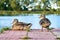 Pair of wild ducks on the pond pier in warm summer evening