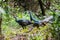 Pair of wild female turkeys hiding in the forest