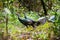 Pair of wild female turkeys hiding in the forest