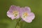 Pair of Wild Geranium Flowers