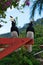 Pair of wild Hornbills perched on pagoda