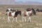 Pair of Wild Horse Foals in Utah