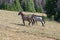 Pair of wild horse mustangs galloping in the Pryor Mountains in Montana United States