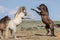 Pair of Wild Horse Stallions Fighting in the Wyoming Desert