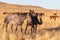 Pair of Wild Horse Stallions Sparring