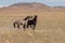 Pair of Wild Horse Stallions Sparring