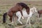 Pair of Wild Horses Breeding in Utah